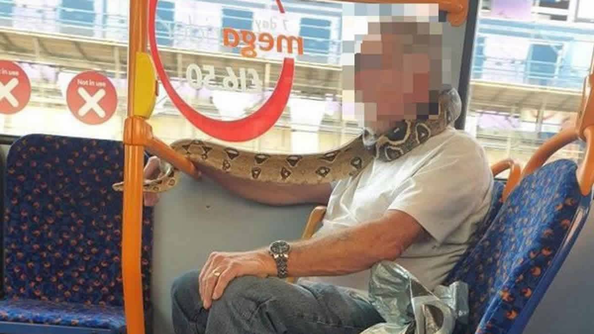Passageiro De Ônibus Usa Cobra Viva Em Vez De Máscara De Coronavírus