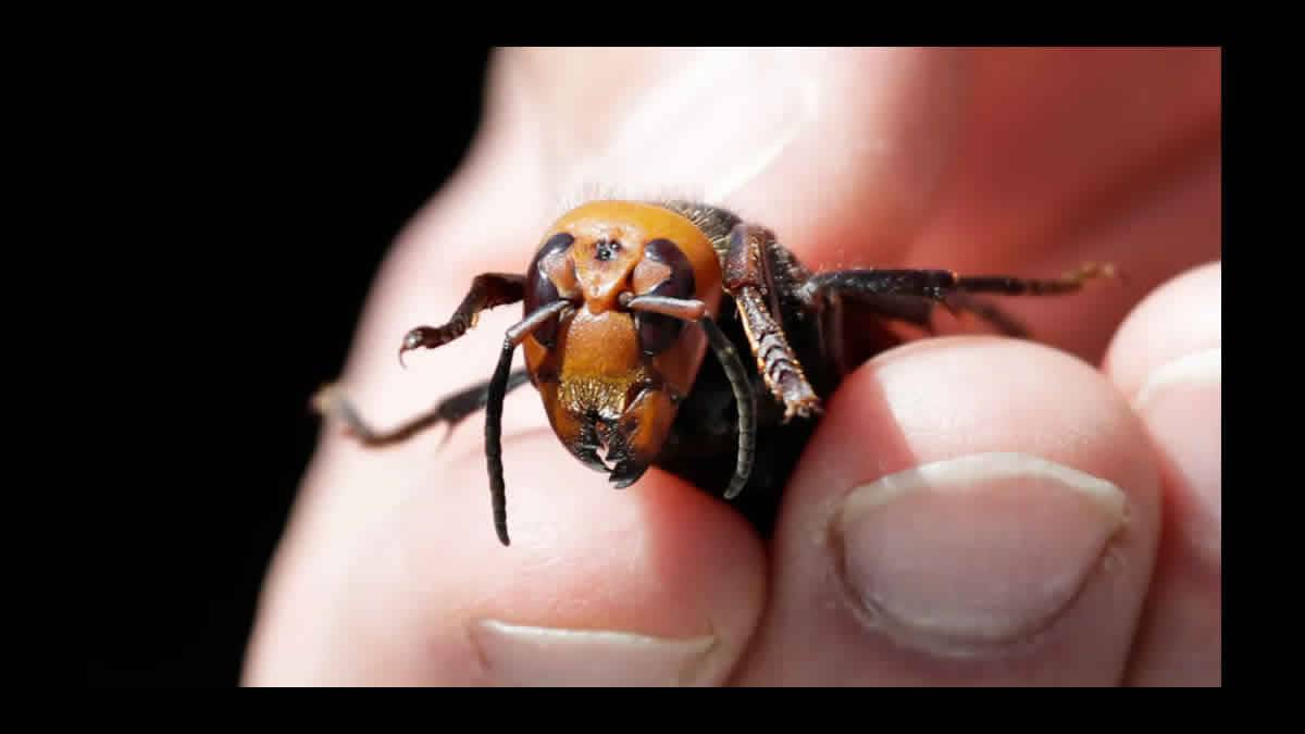 Cientistas Encontraram O Primeiro Ninho De 'vespas Assassinas' Nos EUA E Irão Destruí Lo