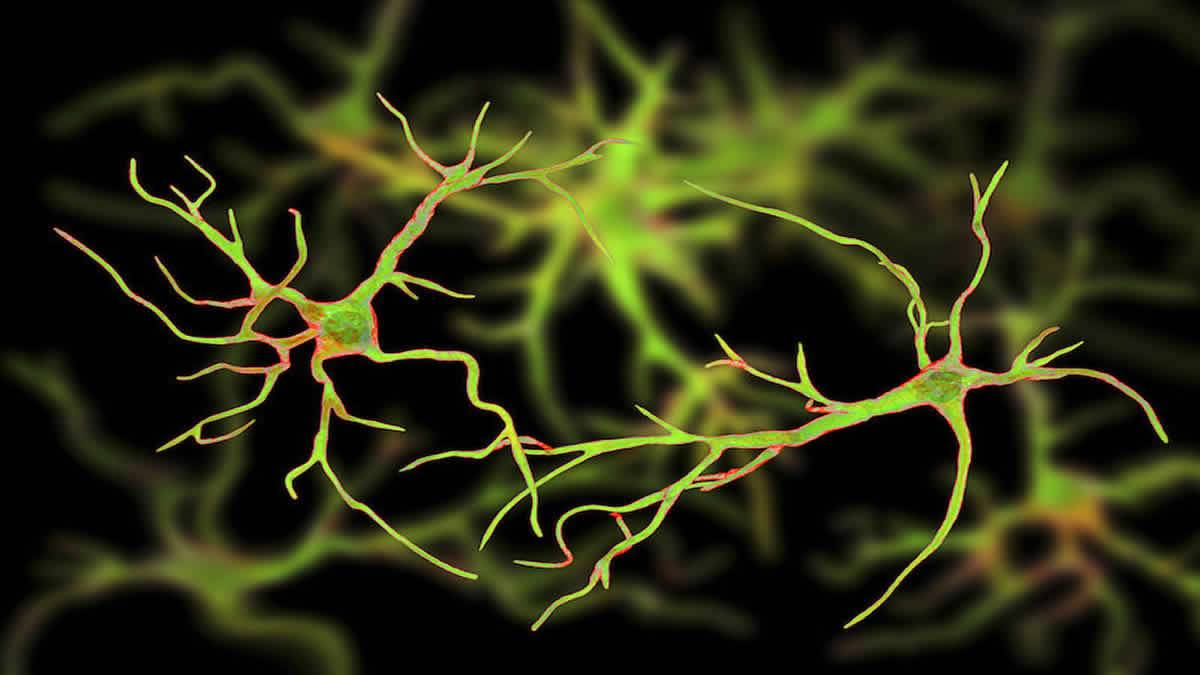 Células Cerebrais Ganham Vida Mesmo Horas Após A Morte, Devido Ao Gene Zumbi, Revela Estudo
