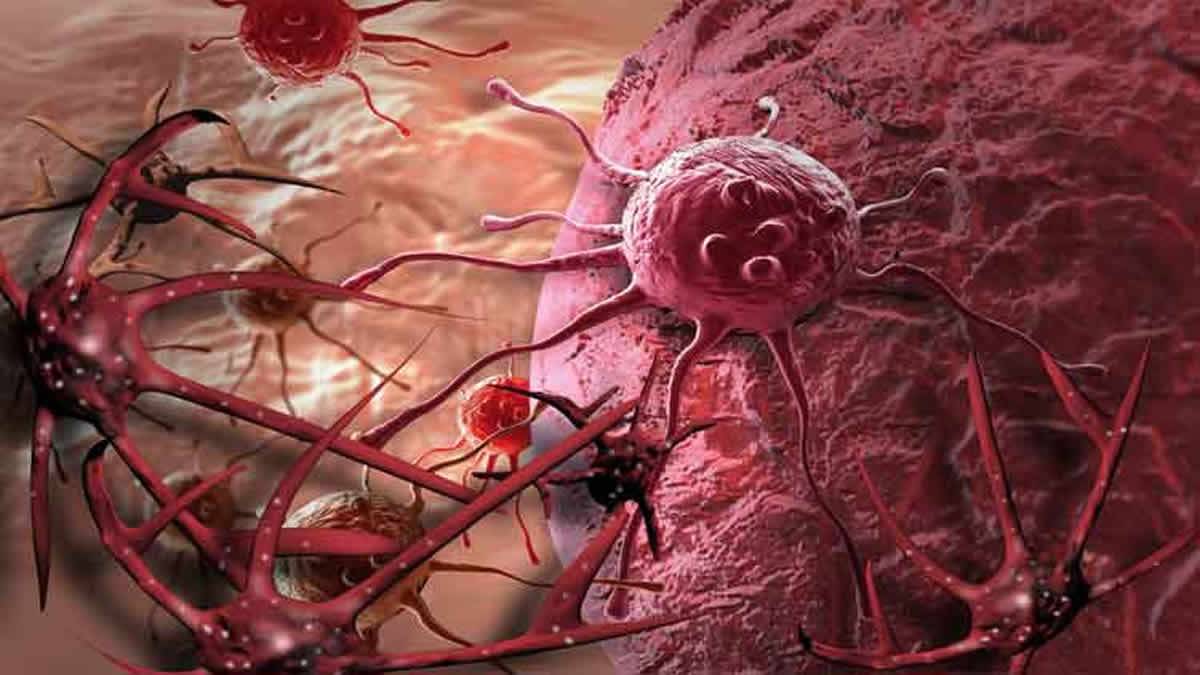 Planta Brasileira Mostra Efeitos Anticancerígenos Promissores Contra Câncer De Pele E Leucemia