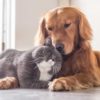 Fiocruz Identifica Cão E Gato Com Anticorpos Contra Novo Coronavírus