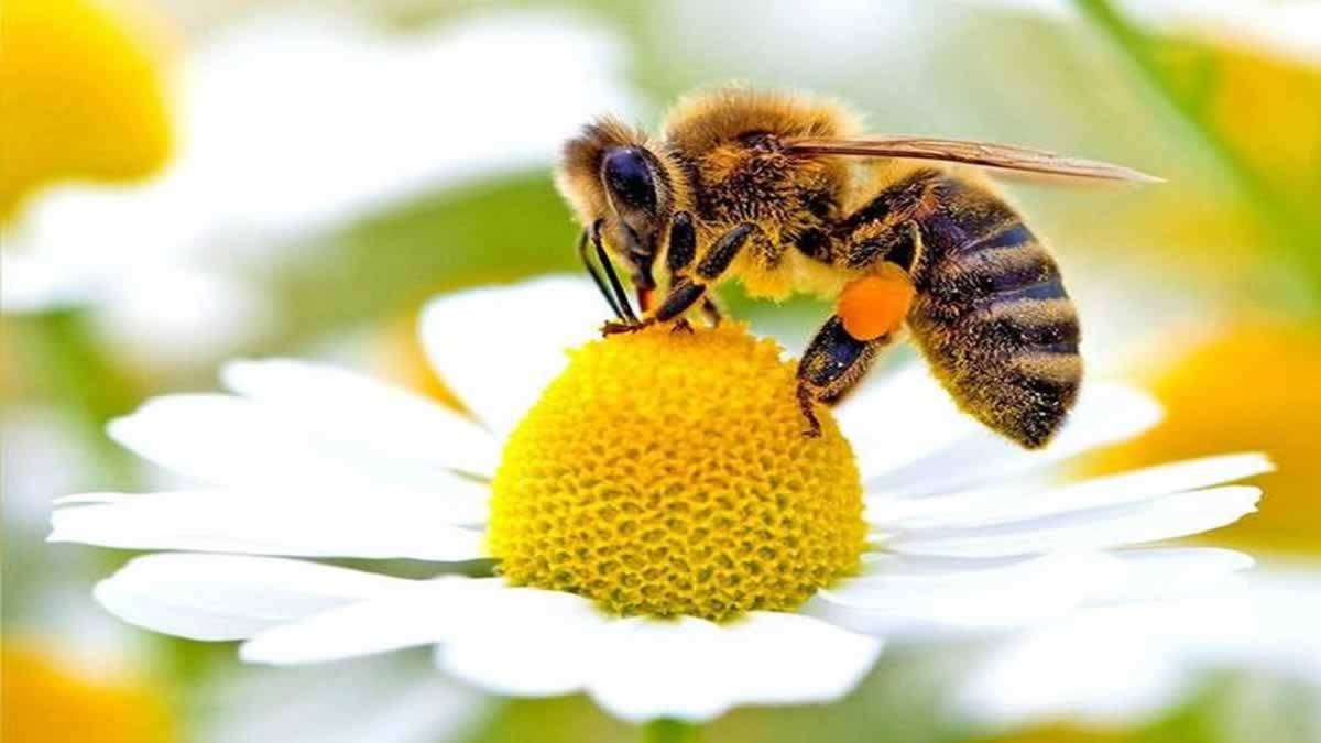 Cientistas Estão Treinando Abelhas Para Detectar Casos De Covid 19