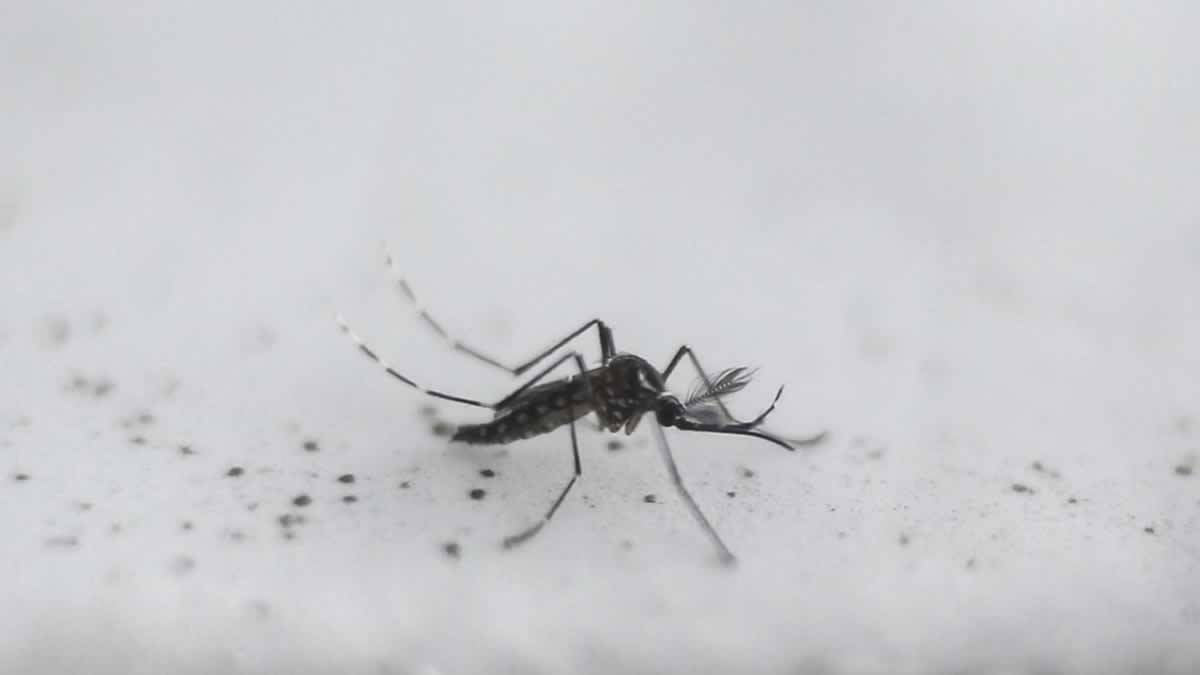 Empresa Patrocinada Por Bill Gates Quer Soltar Mosquitos Geneticamente Modificados
