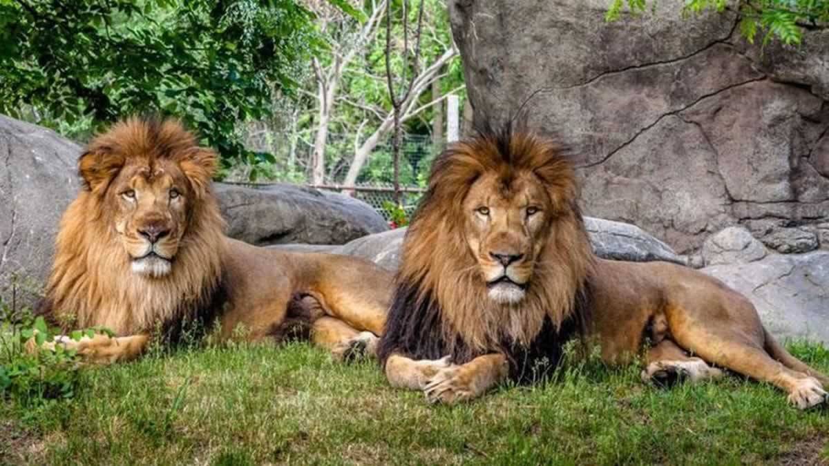Zoológico Na Índia Tem Oito Leões Com Covid 19