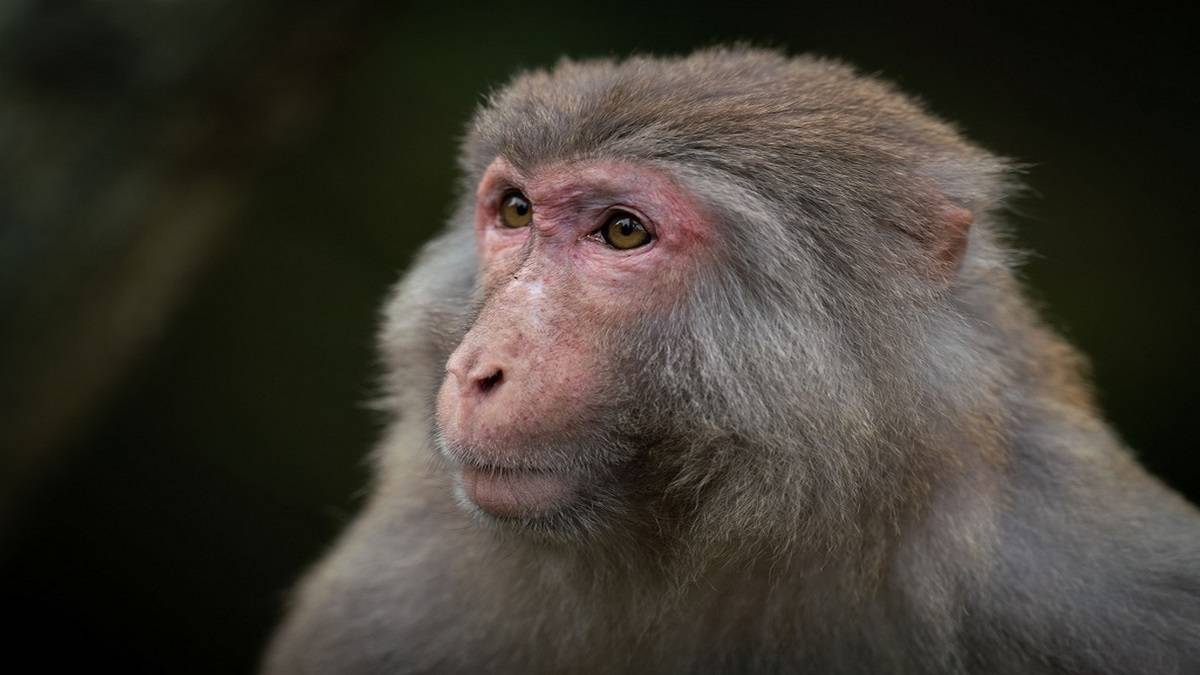 Chinês Morre Vítima Da Rara Herpes B, Que É Transmitida Por Macacos