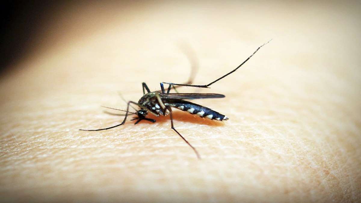 Linhagem De Dengue Que Eleva Risco De Casos Mais Graves é Identificada No Brasil Foto Pixabay