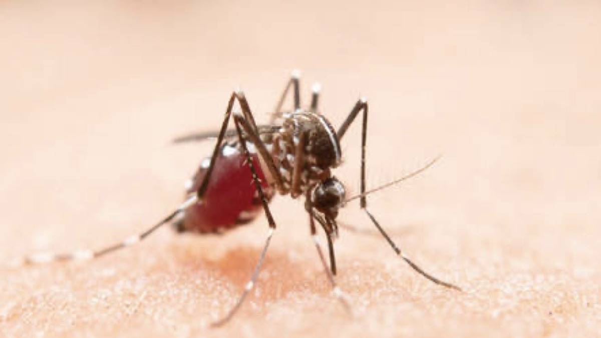 Aedes Aegypti É O Transmissor Da Dengue