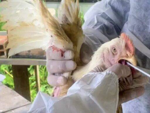 Frango Coletando Amostras De Material Para Exames