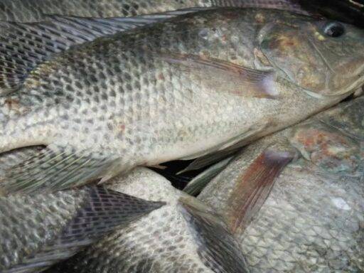 Tilápia, Um Dos Principais Pescados Exportados Pelo Brasil