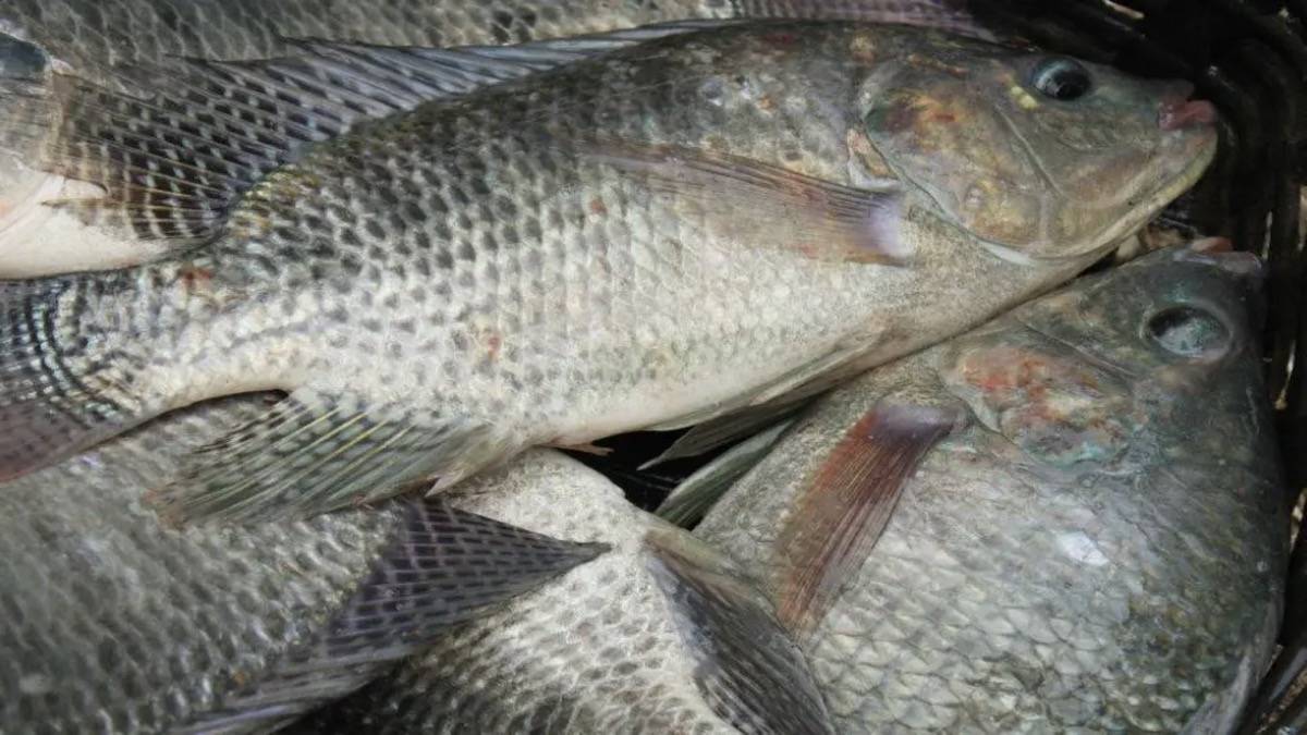 Tilápia, Um Dos Principais Pescados Exportados Pelo Brasil