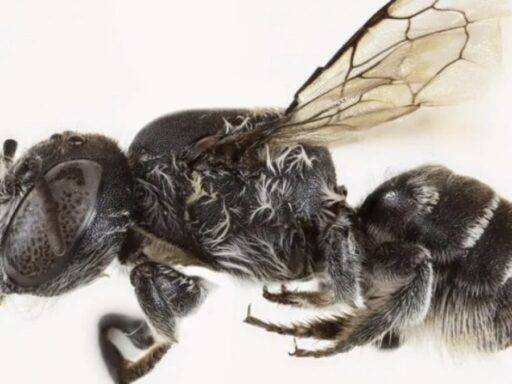 Abelha Com Chifres Apelidada De Lúcifer É Descoberta