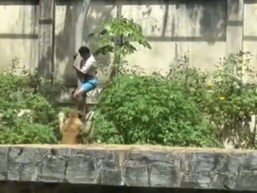 Homem Invadindo Recinto De Leoa Em Zoológico Da Paraíba