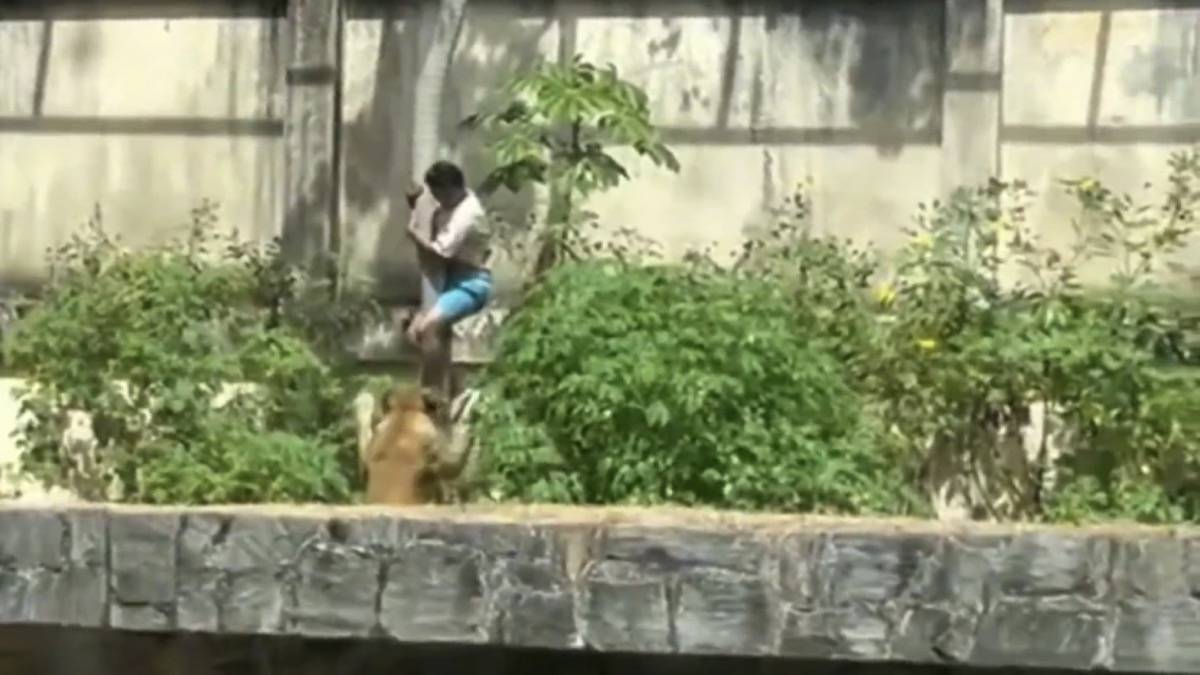 Homem Invadindo Recinto De Leoa Em Zoológico Da Paraíba