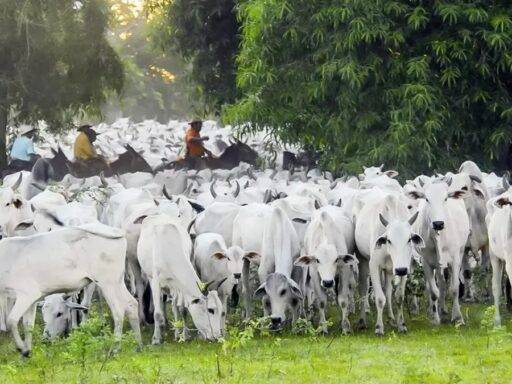 Produtores Rurais 1000x600