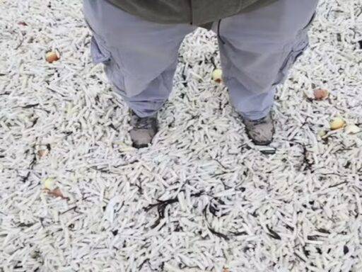 Centenas De Milhares De Batatas Fritas Apareceram Em Praia Na Inglaterra