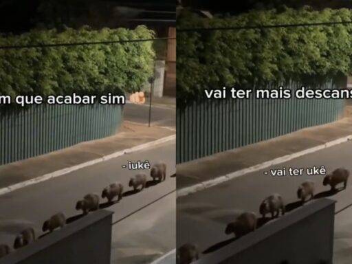 Governo Lula usa “capivaras” para defender fim da escala 6×1 e vira alvo de críticas