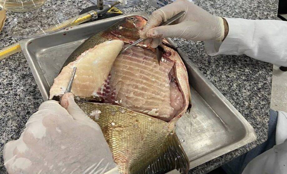 Os Estudos Comprovaram Que As Vísceras Dos Peixes Apresentaram As Maiores Taxas De Detecção