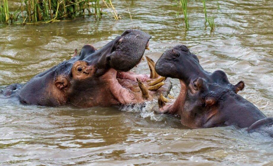 Colômbia Vai Sacrificar 80 Hipopótamos De Pablo Escobar