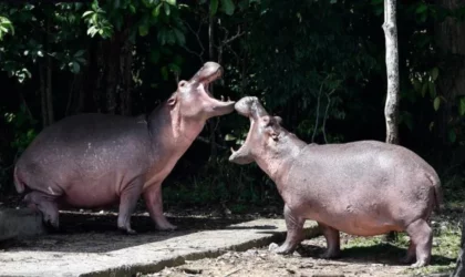 Bilionário indiano quer salvar 80 hipopótamos de Pablo Escobar ameaçados de sacrifício na Colômbia