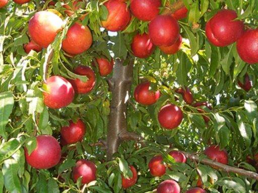 Fazendeiro espanhol é preso e recebe multa de R$ 1,8 milhão por cultivar nectadiva patenteada sem autorização