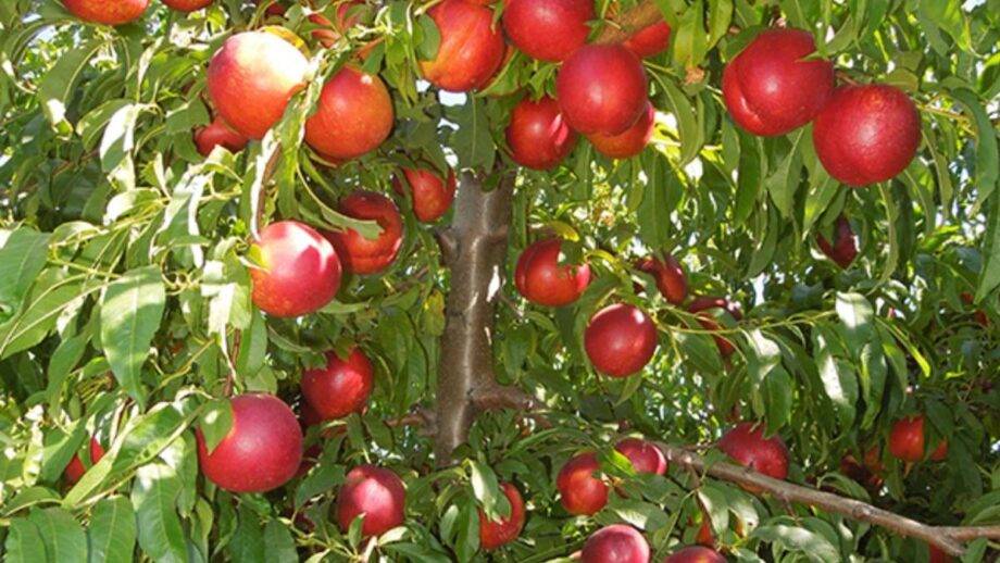 Fazendeiro espanhol é preso e recebe multa de R$ 1,8 milhão por cultivar nectadiva patenteada sem autorização