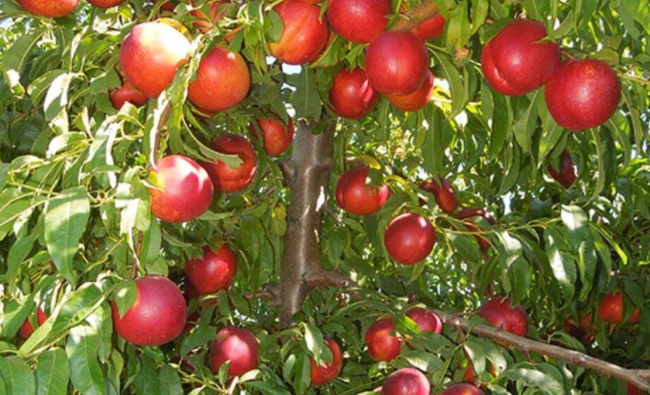 Fazendeiro espanhol é preso e recebe multa de R$ 1,8 milhão por cultivar nectadiva patenteada sem autorização