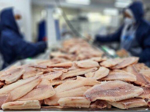 Governo de Minas Gerais eleva tributação sobre tilápia importada e aquece mercado local