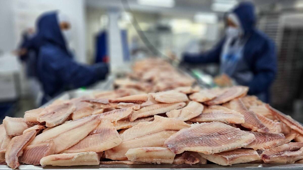 Governo de Minas Gerais eleva tributação sobre tilápia importada e aquece mercado local