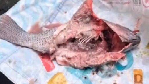 Prefeitura de Gandu distribui pescado estragado na Páscoa e refaz entrega após críticas