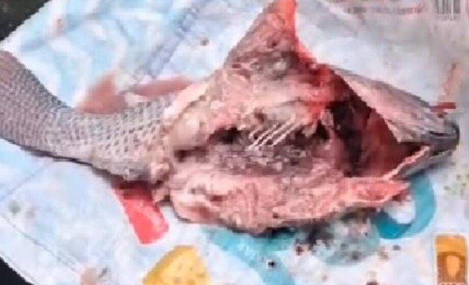 Prefeitura de Gandu distribui pescado estragado na Páscoa e refaz entrega após críticas