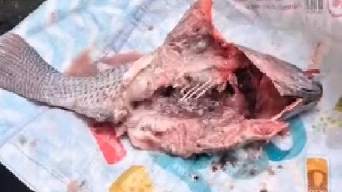 Prefeitura de Gandu distribui pescado estragado na Páscoa e refaz entrega após críticas