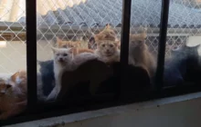 Apartamento em Concórdia abrigava mais de 400 gatos após reprodução sem controle por mais de 10 anos