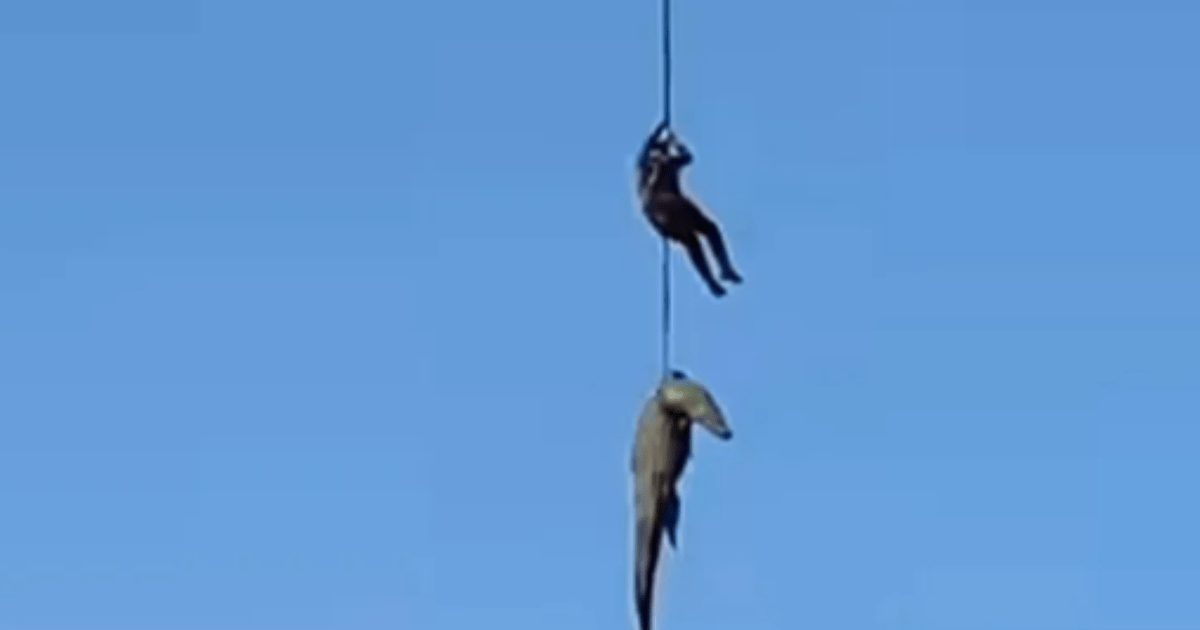 Crocodilo de 500 kg é içado por helicóptero na África do Sul para recuperar restos mortais de empresário