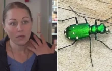 Mulher toca besouro 'fofo' em parque e sofre reação alérgica raríssima que quase a mata