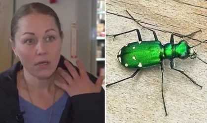 Mulher toca besouro 'fofo' em parque e sofre reação alérgica raríssima que quase a mata