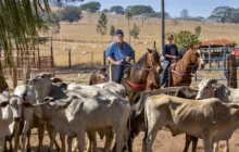 Recuperações judiciais no agro disparam 66% em um ano e consultorias preveem cenário ainda pior em 2027