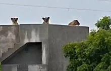 Família de leões-asiáticos é flagrada descansando em telhado de fazenda durante temporal na Índia